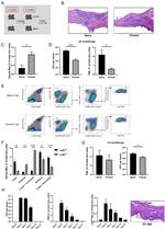 Ly-6C Antibody in Flow Cytometry (Flow)