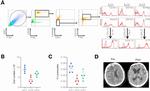 ROR gamma (t) Antibody in Flow Cytometry (Flow)