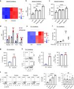 IL-22 Antibody in Flow Cytometry (Flow)