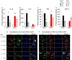 TNF alpha Antibody in Immunohistochemistry (IHC)