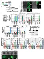 Nanog Antibody in Western Blot (WB)