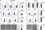 CD326 (EpCAM) Antibody in Flow Cytometry (Flow)