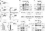 FOXM1 Antibody in Western Blot (WB)