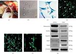 Alpha-Smooth Muscle Actin Antibody in Immunocytochemistry (ICC/IF)