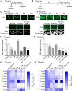 Alpha-Smooth Muscle Actin Antibody in Immunocytochemistry (ICC/IF)