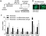 Alpha-Smooth Muscle Actin Antibody in Immunocytochemistry (ICC/IF)