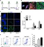 Nestin Antibody in Immunocytochemistry (ICC/IF)