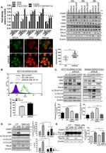 CD262 (DR5) Antibody in Flow Cytometry (Flow)