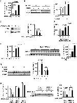 TLR4/MD-2 Complex Antibody in Flow Cytometry (Flow)