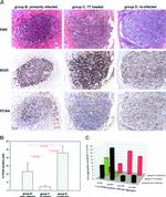 PCNA Antibody in Immunohistochemistry (Paraffin) (IHC (P))