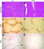 F4/80 Antibody in Immunohistochemistry (IHC)