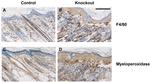 F4/80 Antibody in Immunohistochemistry (IHC)