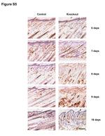 F4/80 Antibody in Immunohistochemistry (IHC)