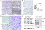 CD3e Antibody in Immunohistochemistry (Paraffin) (IHC (P))