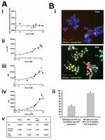 p21 Antibody in Immunocytochemistry (ICC/IF)