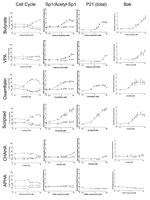 p21 Antibody in Immunocytochemistry (ICC/IF)