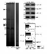 Porin Antibody in Western Blot (WB)