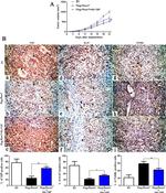 YAP1 Antibody in Immunohistochemistry (IHC)