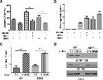 HSP90 alpha Antibody in Western Blot (WB)