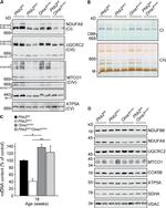 SDHA Antibody in Western Blot (WB)