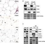 ITGA5 Antibody in Immunohistochemistry (IHC)