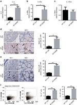 IL-4 Antibody in Immunohistochemistry, Immunohistochemistry (Paraffin) (IHC, IHC (P))