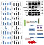 Bcl-xL Antibody in Western Blot (WB)