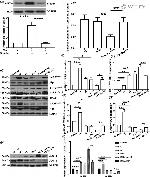 IRS1 Antibody in Western Blot (WB)