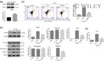 TRIM31 Antibody in Western Blot (WB)