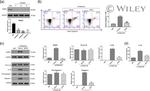 TRIM31 Antibody in Western Blot (WB)