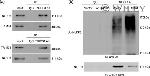 TRIM31 Antibody in Western Blot, Immunoprecipitation (WB, IP)