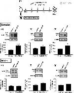 MAG Antibody in Western Blot (WB)