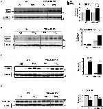 Cyclophilin F Antibody in Western Blot (WB)