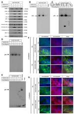 Phospho-Histone H2A.X (Ser139) Antibody in Western Blot (WB)