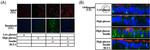 SR-BI Antibody in Immunocytochemistry (ICC/IF)