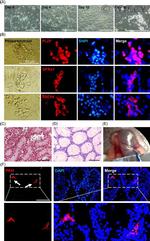 SSEA4 Antibody in Immunocytochemistry (ICC/IF)