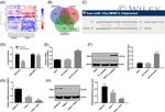 WWC2 Antibody in Western Blot (WB)