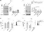 HVCN1 Antibody in Western Blot, Flow Cytometry (WB, Flow)