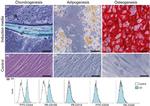 CD34 Antibody in Flow Cytometry (Flow)