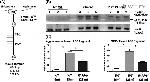 beta Actin Antibody in Western Blot (WB)