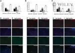 Nanog Antibody in Immunocytochemistry (ICC/IF)