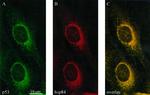 HSP90 beta Antibody in Immunocytochemistry (ICC/IF)