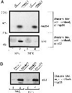 HSP90 beta Antibody in Western Blot, Immunoprecipitation (WB, IP)