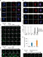 Survivin Antibody in Immunocytochemistry (ICC/IF)