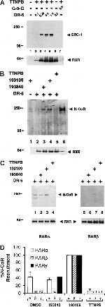 SRC1 Antibody in Western Blot (WB)