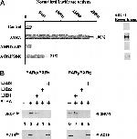 SRC1 Antibody in Western Blot (WB)