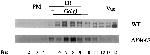 Carboxypeptidase Y Antibody in Western Blot (WB)