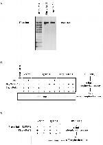 Phosphothreonine Antibody in Western Blot (WB)