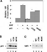 p53 Antibody in Western Blot (WB)