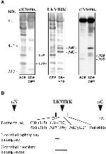 HSP90 beta Antibody in Western Blot (WB)